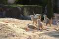 Young meerkats are playfully interacting with each other