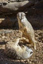 Young meerkats (Suricata suricatta) playing.