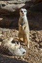 Young meerkats (Suricata suricatta) playing. Royalty Free Stock Photo