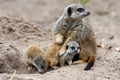 Young meerkats with their mother Royalty Free Stock Photo
