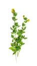 Young melilot, clover, sweet clover on a white background