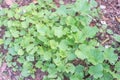 Young melon ivy plants