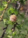 Young melting pink cone of larch
