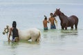 Young men bathing horses Cape Verde Royalty Free Stock Photo