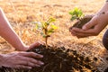 Young men join hands together to plant trees on fertile ground. The concept of protecting nature Royalty Free Stock Photo