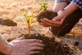 Young men join hands together to plant trees on fertile ground. The concept of protecting nature Royalty Free Stock Photo