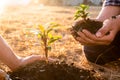 Young men join hands together to plant trees on fertile ground. The concept of protecting nature Royalty Free Stock Photo