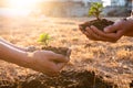 Young men join hands together to plant trees on fertile ground. The concept of protecting nature Royalty Free Stock Photo