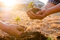 Young men join hands together to plant trees on fertile ground. The concept of protecting nature Royalty Free Stock Photo