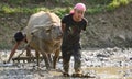 Young boys Plowing Paddy field with water buffalo