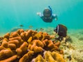 Young men snorkeling exploring underwater coral reef landscape background in the deep blue ocean with colorful fish and Royalty Free Stock Photo