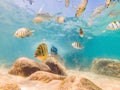 Young men snorkeling exploring underwater coral reef landscape background in the deep blue ocean with colorful fish and Royalty Free Stock Photo