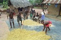 Young men thresh grain harvest in Ghanaian village Royalty Free Stock Photo