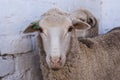 A young merino sheep in a pen Royalty Free Stock Photo