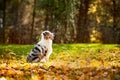 Young merle Australian shepherd look up