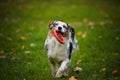 Young merle Australian shepherd playing with toy