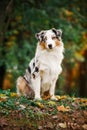 Young merle Australian shepherd portrait in autumn