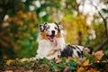 Young merle Australian shepherd portrait in autumn