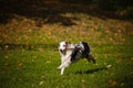 Young merle Australian shepherd running in autumn