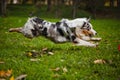 Young merle Australian shepherd running in autumn