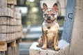 Young merle colored French Bulldog dog with large yellow eyes sitting