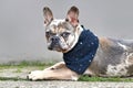 Young merle colored French Bulldog dog puppy with mottled patches wearing neckerchief
