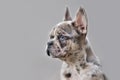 Young merle colored French Bulldog dog puppy with mottled patches