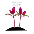 Young microgreen amaranth