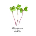 Young microgreen beet