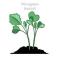 Young microgreen broccoli
