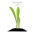 Young microgreen corn