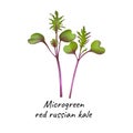 Young microgreen kale