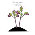 Young microgreen kale