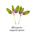 Young microgreen magenta spreen