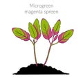 Young microgreen magenta spreen