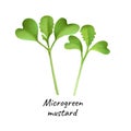 Young microgreen mustard