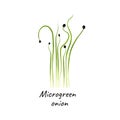 Young microgreen onion