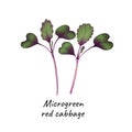 Young microgreen red cabbage