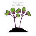 Young microgreen red cabbage