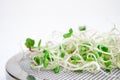 Young microgreen sprouts on metal cover with a sieve, on a white clean background closeup