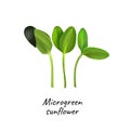 Young microgreen sunflower