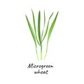 Young microgreen wheat