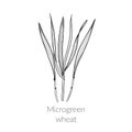 Young microgreen wheat vector