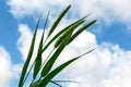 Young Millet stalks Against a Clouded Sky Royalty Free Stock Photo