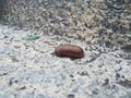 Young Millipede bug going above the rock texture background in the mountain Royalty Free Stock Photo
