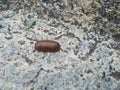 Young Millipede bug going above the rock texture background in the mountain Royalty Free Stock Photo
