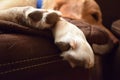 Lab Dog Paws Royalty Free Stock Photo