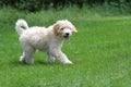 Mini Golden Doodle Puppy Walking in a backyard Royalty Free Stock Photo