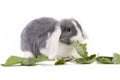 Young mini-lop rabbit eating leaves Royalty Free Stock Photo