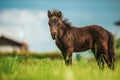 Young mini pony horse on a green meadow